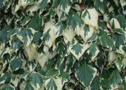 Hedera colchica Dentata Variegata / Tarka levelű borostyán